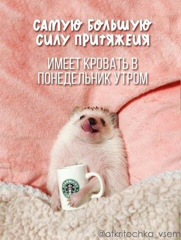 МАШШЦ ШМ ЛИШЗЩЗЫ 9 шишкин зшнашшшвк тим