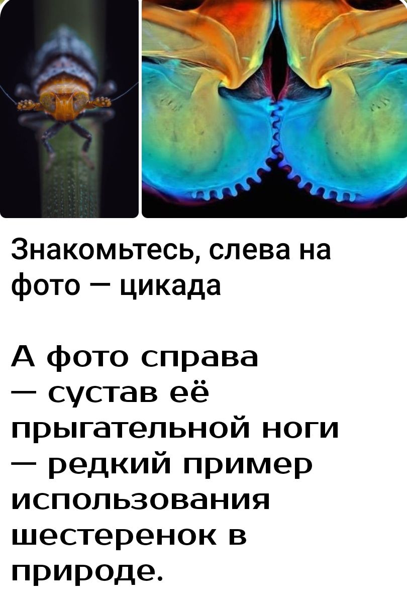 Знакомьтесь слева на фото цикада А фото справа сустав её прыгатепьной ноги редкий пример использования шестеренок в природе