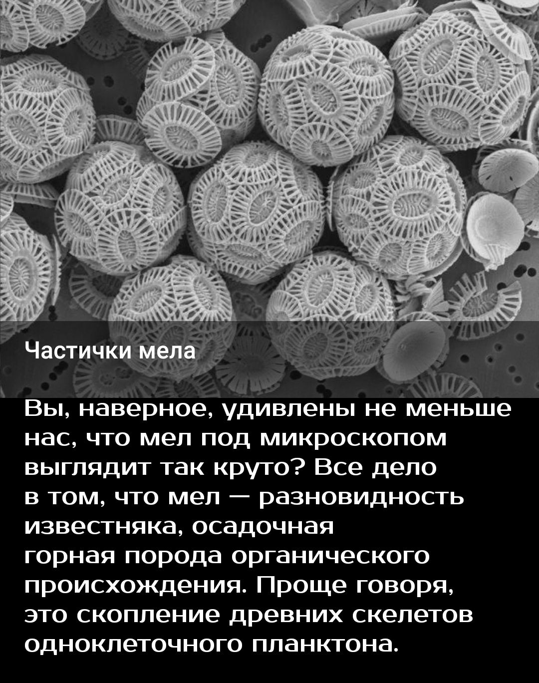Вы наверное удивлены не меньше нас что мел под микроскопом выглядит так круто Все дело в том что меп разновидносгь ИЗВЭСТНЯКЗ ОСЗДОЧНЗЯ горная порода органического происхождения Проще говоря это скопление древних скелетов одноклеточного планктона