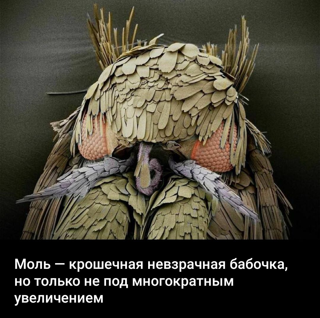 Моль крошечная невзрачная бабочка но только не под многократным увеличением