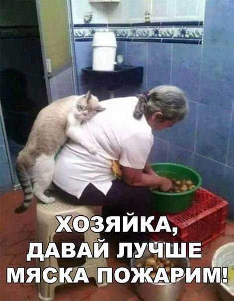 двдй л мяекщ шож