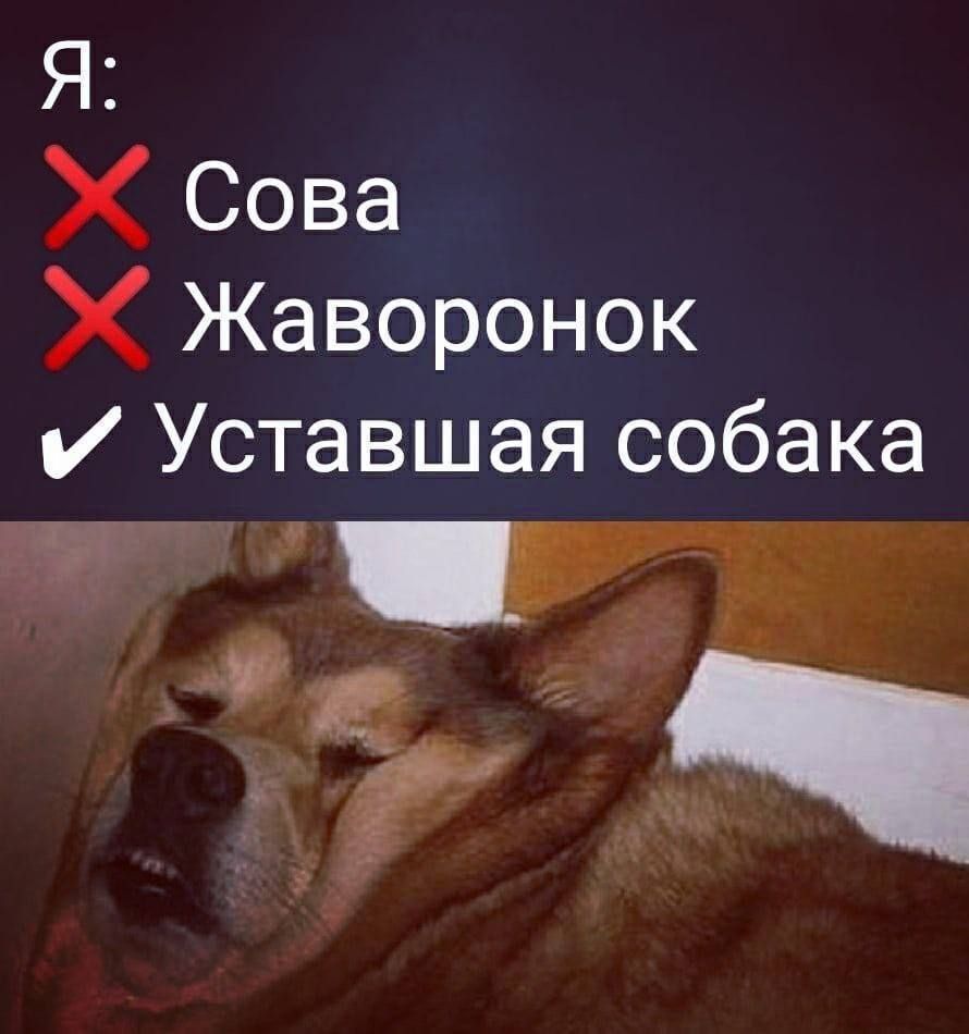 Я Сова Жаворонок Уставшая собака