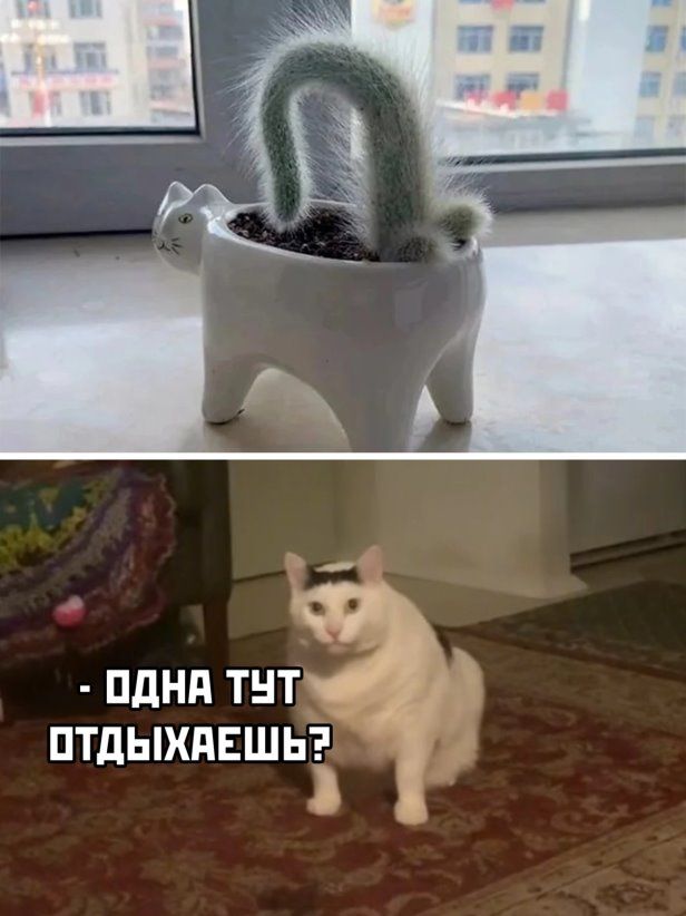 ПдНд ТНТ ПТдЫХдЕШЬ