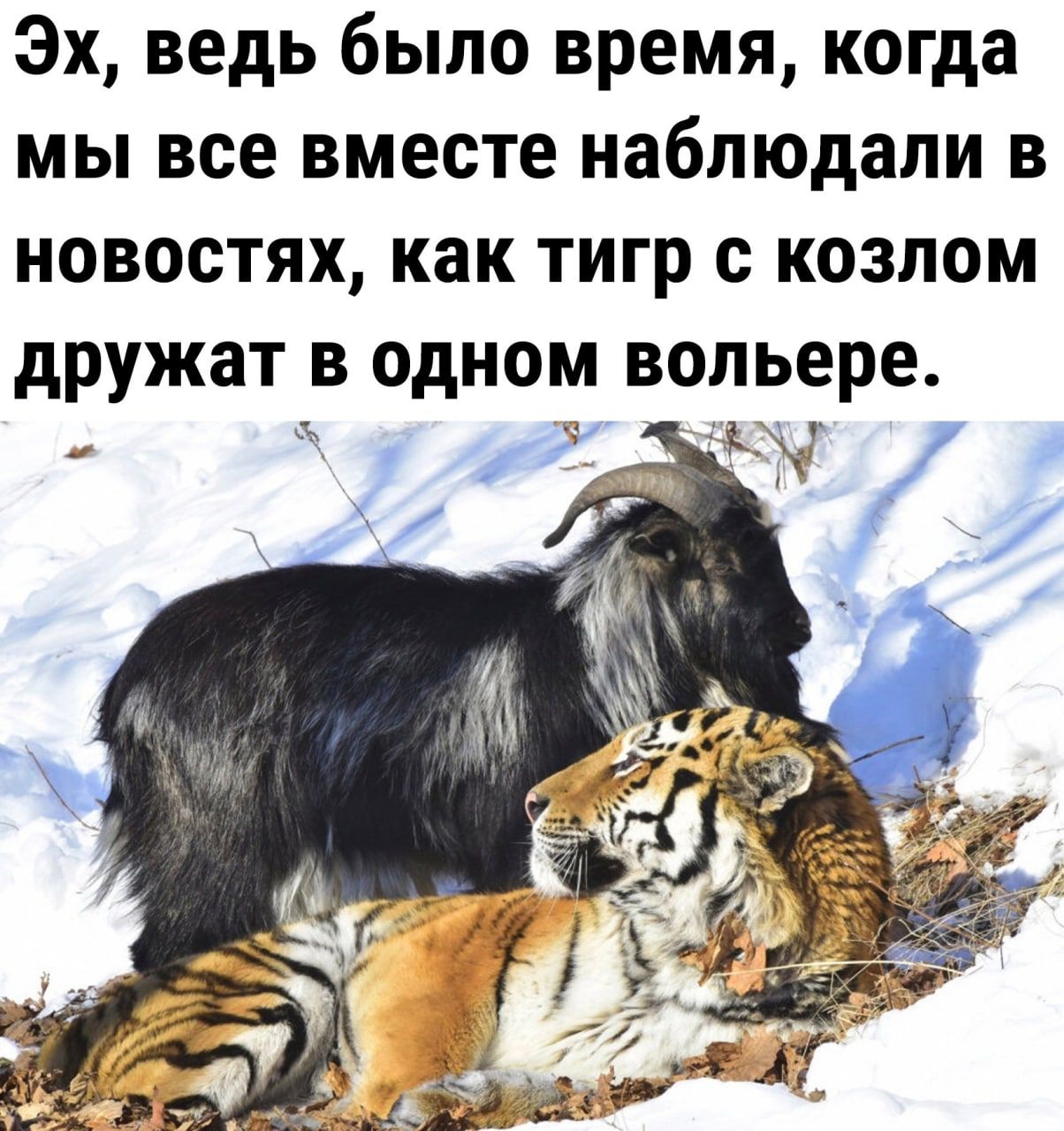 Эх ведь было время когда мы все вместе наблюдали в новостях как тигр с козпом дружат в одном вольере