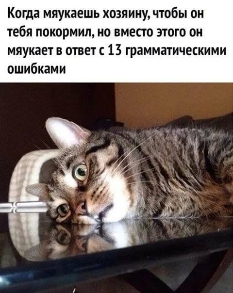 Когда мяукаешь хозяину чтобы он тебя покормил но вместо этого он мяукает в ответ с 13 грамматическими ошибками