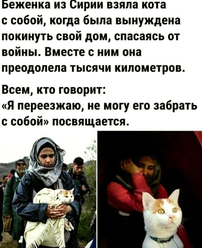 Беженка из Сирии взяла кота с собой когда была вынуждена покинуть свой дом спасаясь от войны Вместе с ним она преодолела тысячи километров Всем кто говорит я переезжаю не могу его забрать собой посвящается