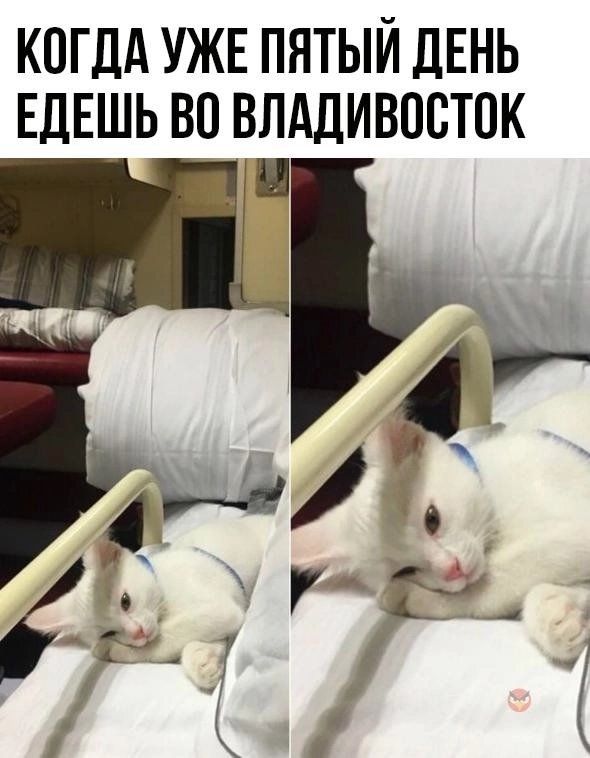 кпгдд УЖЕ пятый ДЕНЬ ЕДЕШЬ во влддивпсток Ь