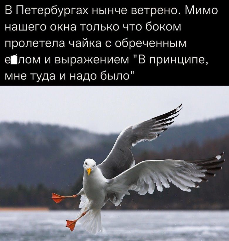 В Петербургах нынче ветрено Мимо нашего окна топько что боком пролетела чайка с обреченным епом и выражением В принципе мне туда и надо было