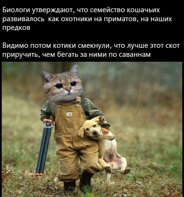 Биологи утверждают что семейство кошачьих развивалось как охотники на приматов на наших предков Видимо поюм кошки смекнули что лучше этт скот приручить чем бегать за ними по саваннам