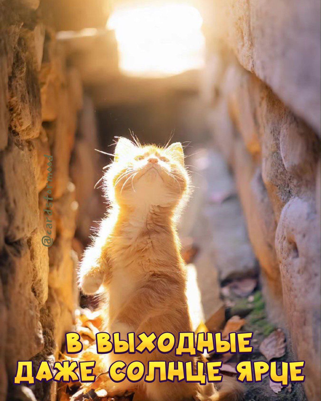 ОПНЦЕЯРЦЕ