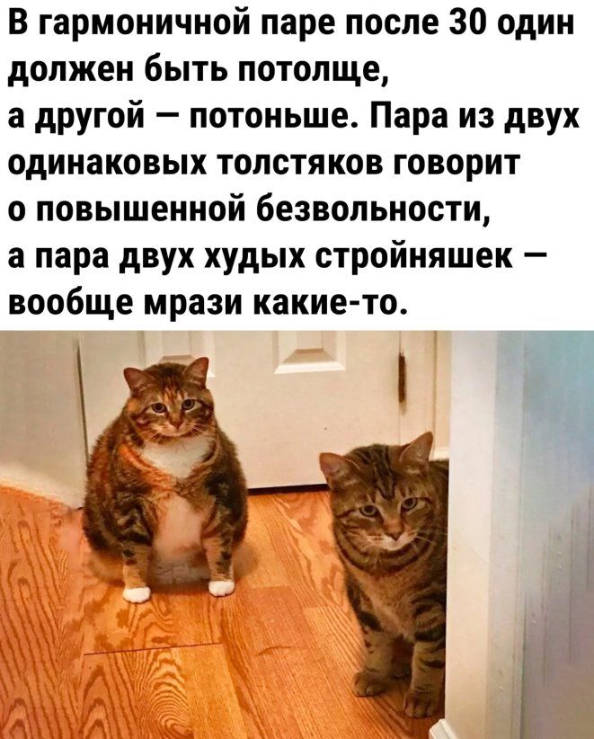 В гармоничной паре после 30 один должен быть потолще а другой потоньше Пара из двух одинаковых толстяков говорит о повышенной безвольности 3 пара двух худых стройняшек вообще мрази какие то