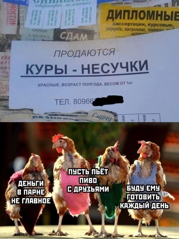 им мЁы ПРОДАЮ Н КУРЫ НЕСУЧКИ кпдсиыЕ волны нппг
