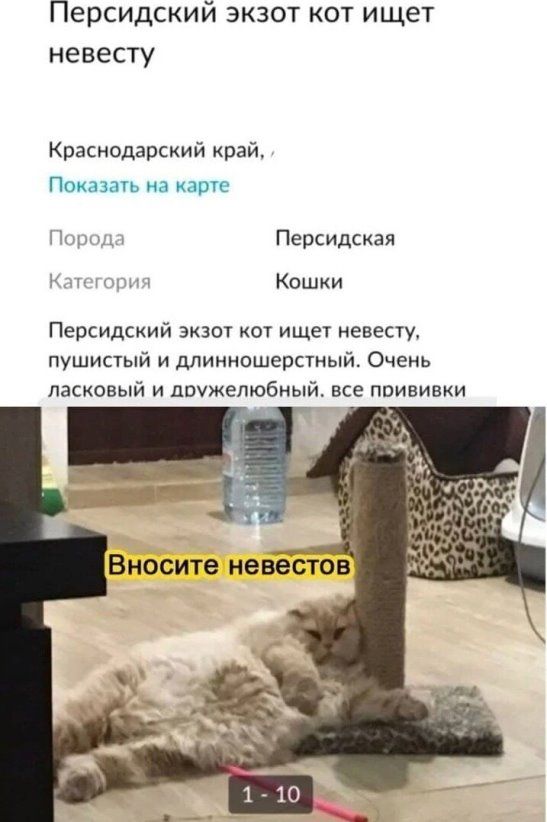 Персидский экзот кот ищет невесту Краснодарский край Поищи на книге Персидская Кешки Персидский аква кот ищет невесту пушистый и длинношерстный Очень ласковый и доужепюбный все прививки