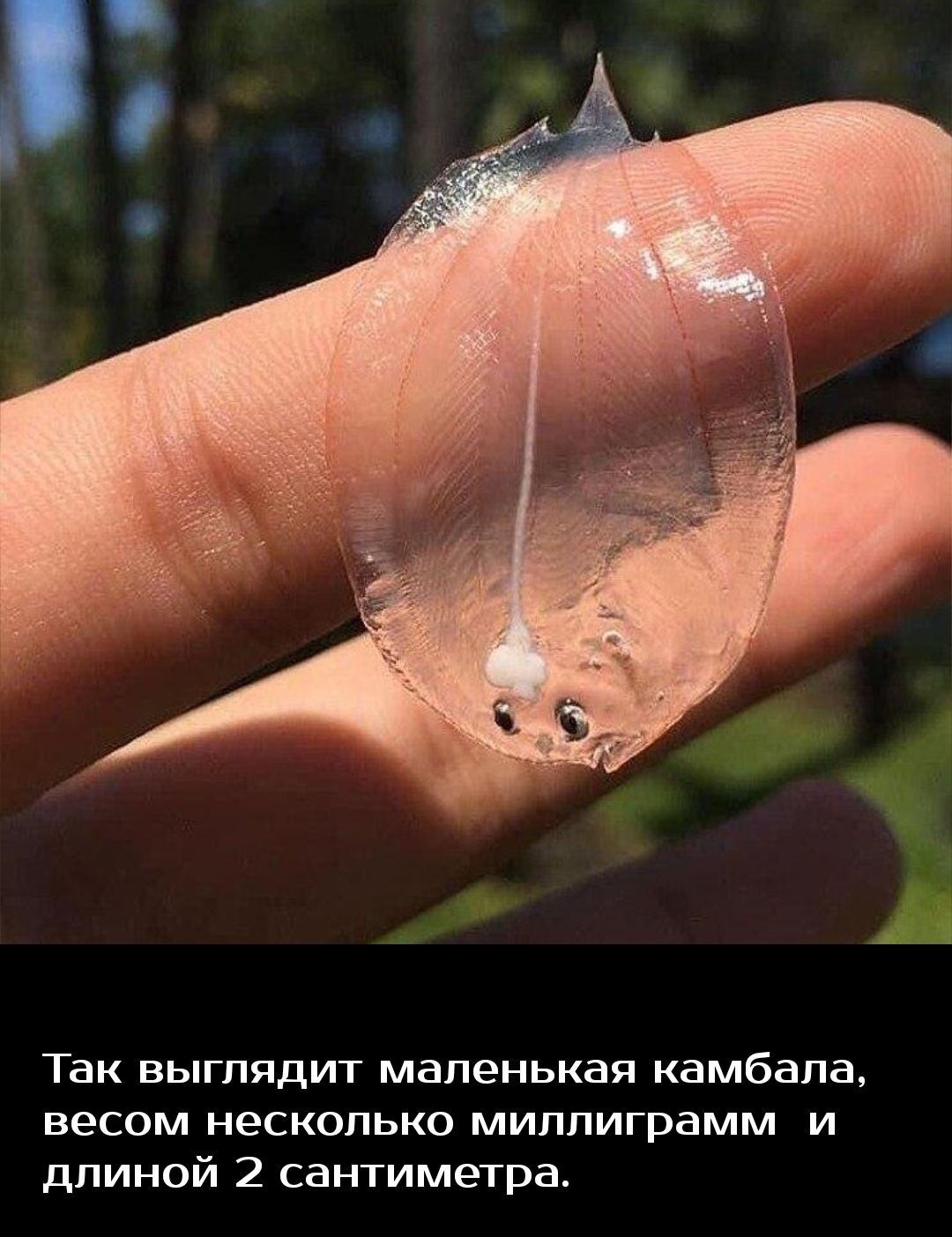 Так выглядит маленькая камбала весом несколько миппиграмм и длиной 2 сантиметра
