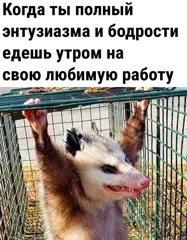 Когда ты полный энтузиазма и бодрости едешь утром на свою любимую работу
