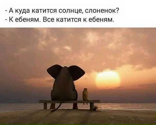 А куда катится солнце слоненок К ебеням Все катится к ебеням