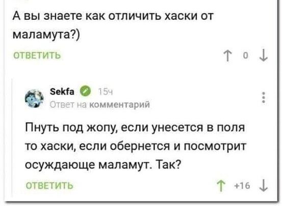 А вы знаете как отличить хаски от маламута шветиТь Т і зви 0 Пиуть под жопу если унесется в поля то хаски если обернется и посмотрит осуждающе маламут Так швпть Т н ь
