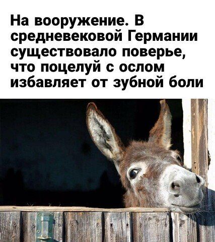 На вооружение В средневековой Германии существовало поверье что поцелуй с ослом избавляет от зубной боли