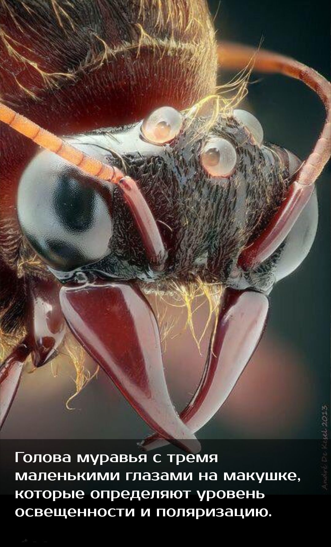 Страшный мир насекомых. Челюсти насекомых. Зубы насекомых под микроскопом. Страшные насекомые под микроскопом.