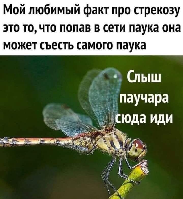 Мой любимый факт про стрекозу это то что попав в сети паука она может съесть самого паука