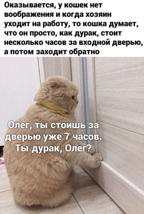 Оказывается у кошек нет воображения и когда хозяин уходит на работу то кошка думает что он просто как дурак стоит несколько чаоов за входной дверью а потом заходит обратно