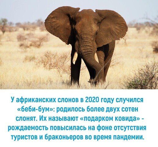 У африканских слонов 2020 году случился бебибум родилось более двух сотен слпнптт Их называют подарком ковыда ротдаемасть повысилась на фоне отсутствия туристов и браконьеров во время пандемии