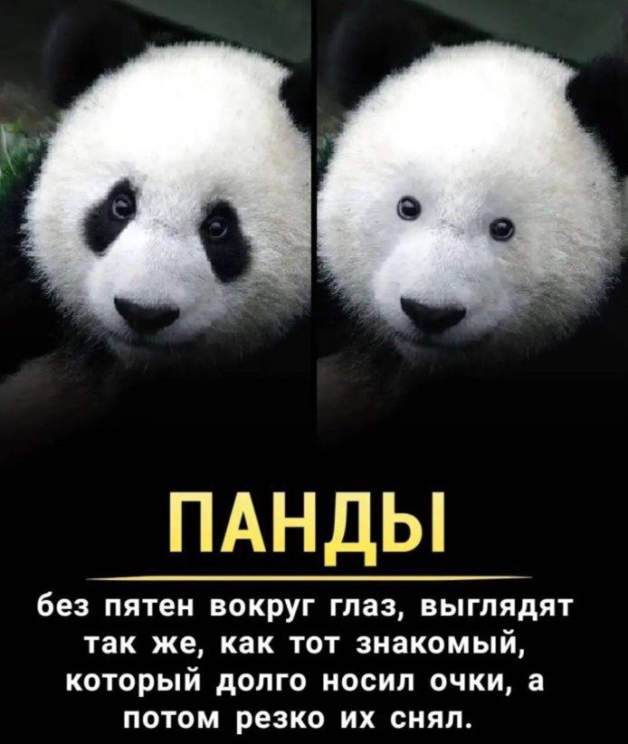 ПАНДЫ без пятен ВОКРУГ ГПЗЗ выглядят так же как ТОТ знакомый КОТОРЫЙ дОПГО НОСИП ОЧКИ а ПОТОМ резко ИХ СНИП