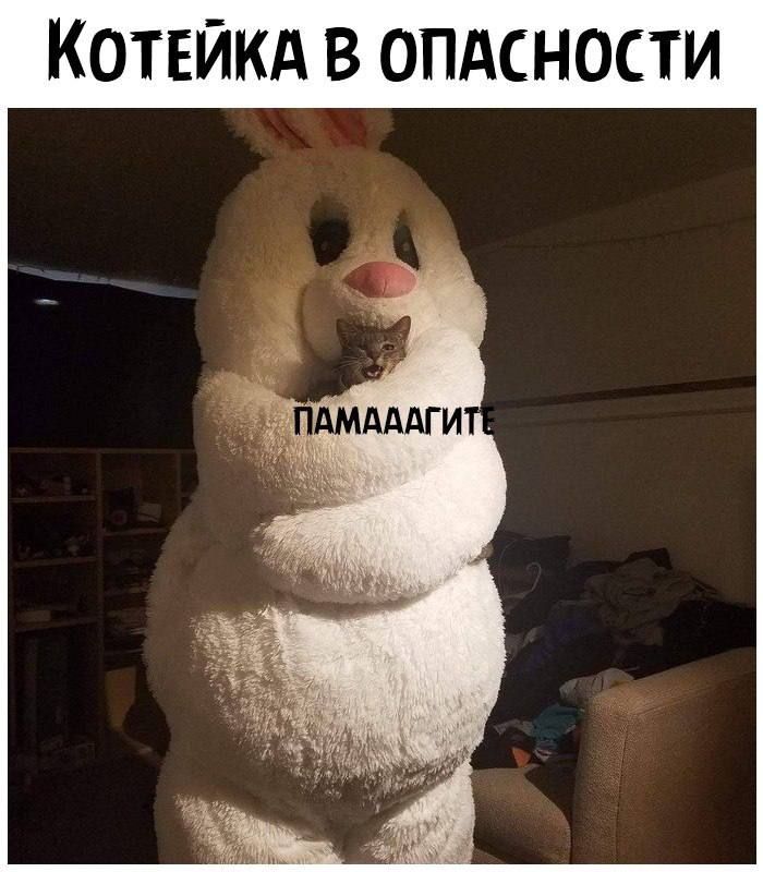 КОТЕЙКА В ОПАСНОСТИ