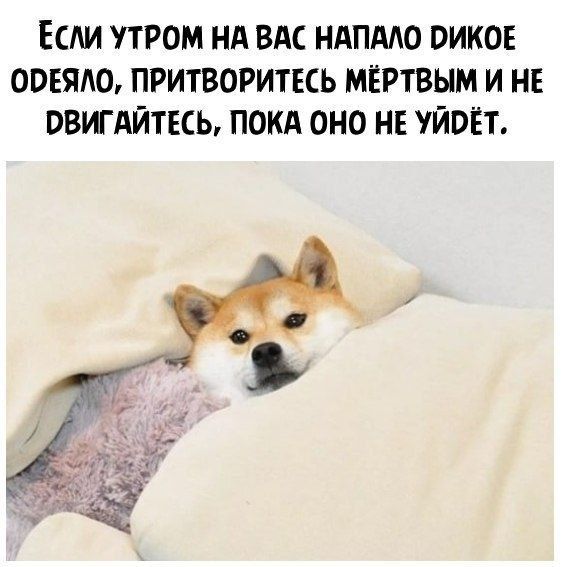 ЕСЛИ УТРОМ НА ВАС НАПМО ПИКОЕ ООЕЯЮ ПРИТВОРИТЕСЬ МЁРТВЫМ И НЕ ОВИГАЙТЕСЬ ПОКА ОНО НЕ ЙОЁТ