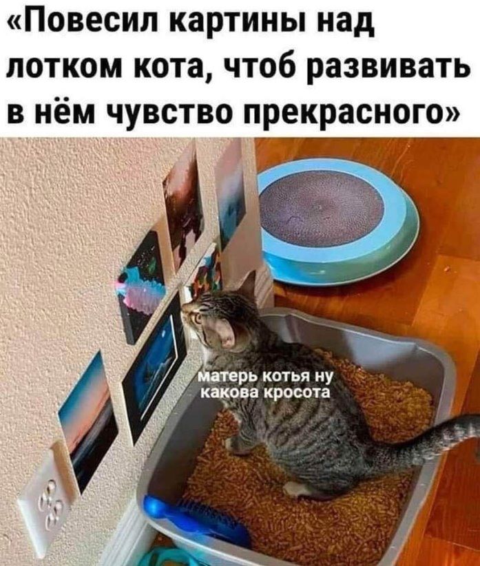 Повесил картины над лотком кота чтоб развивать в нём чувство прекрасного терь коты му какова креста