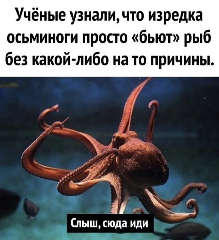 Учёные узнали что изредка осьминоги просто бьют рыб без какой либо на то причины _ а _ Слыш сюда иди _ _