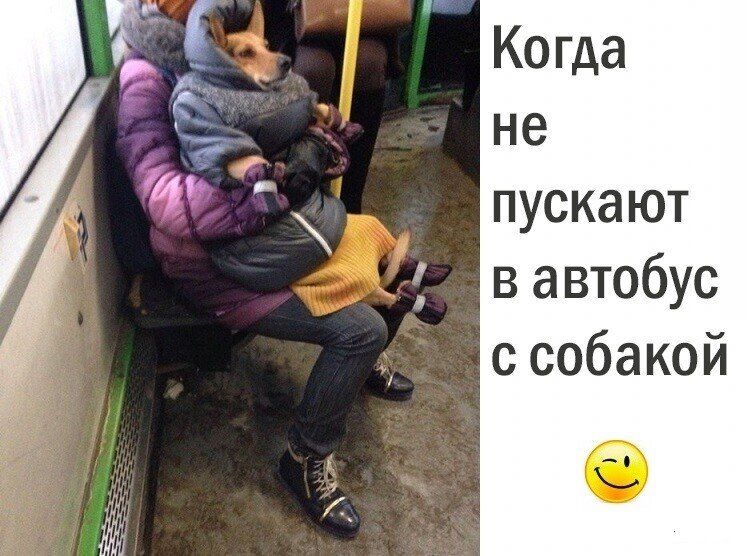 Ко гда не пуска ют в автобус с собакой