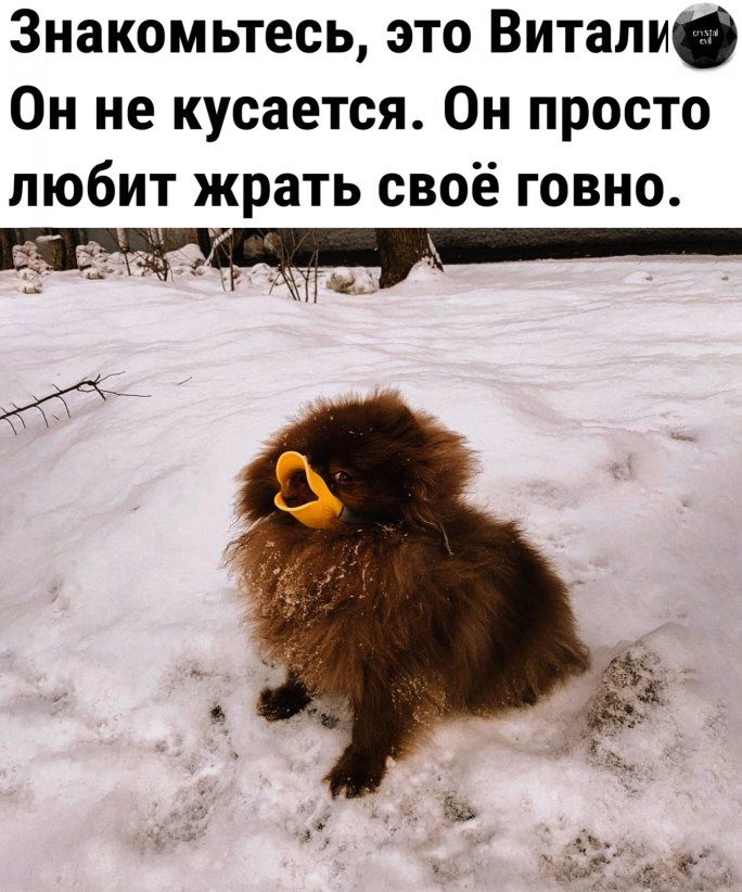 Знакомьтесь это Витали Он не кусается Он просто любит жрать своё говно