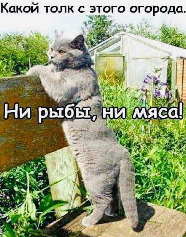 Какой ТОЛК С ЭТОГО огорода
