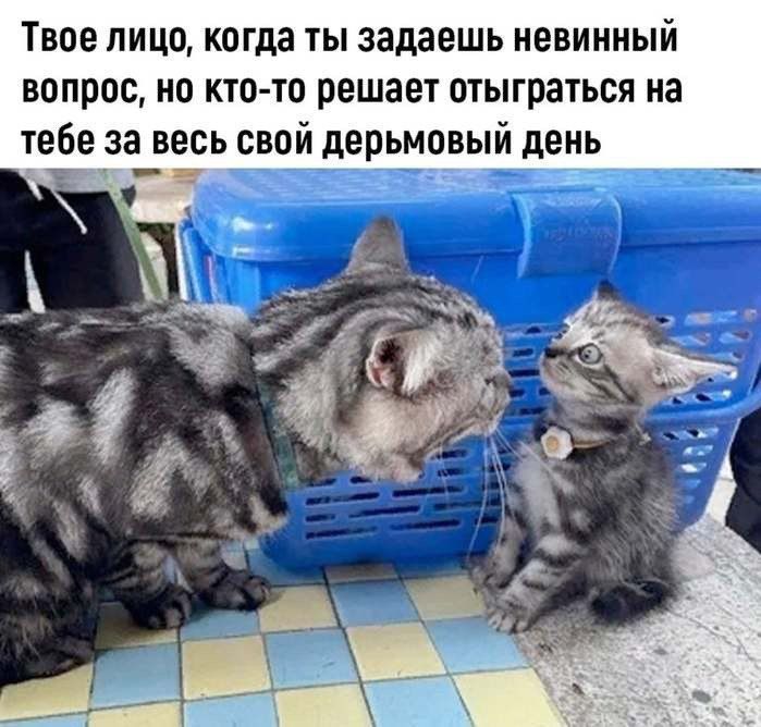 Твое лицо когда ты задаешь невинный вопрос но кто тп решает отыграться на тебе за весь свой дерьмовый день