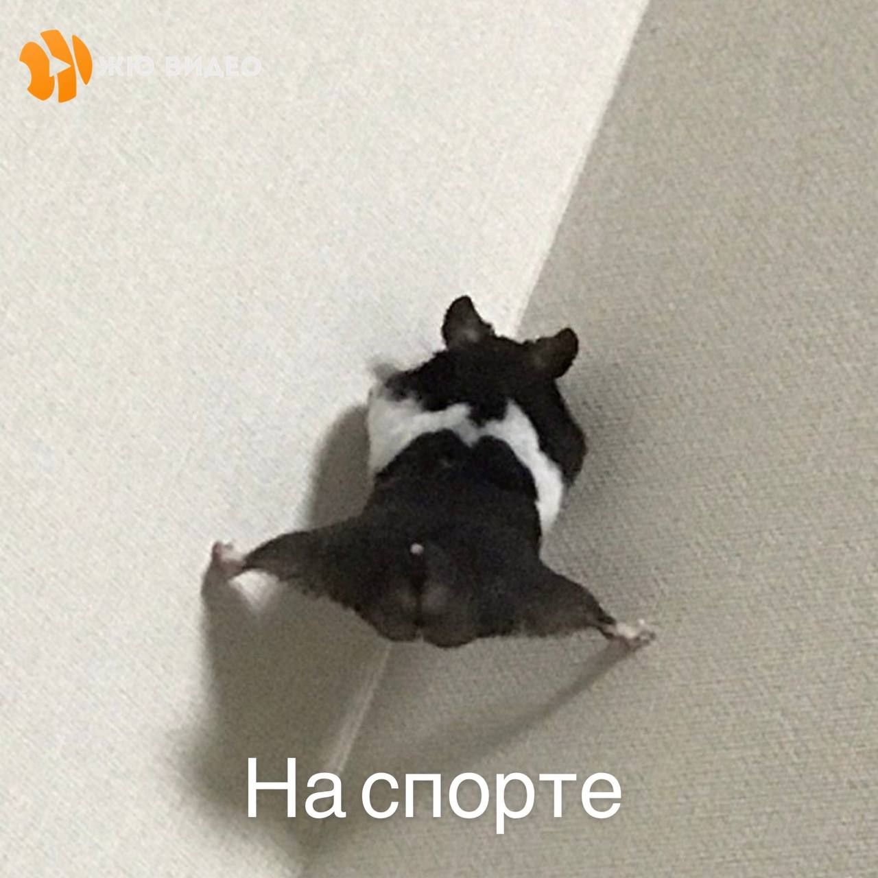 й