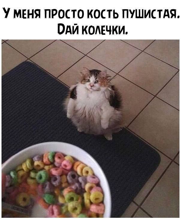 МЕНЯ ПРОСТО КОСТЬ ПУШИСТАЯ ПАЙ КОАЕЧКИ