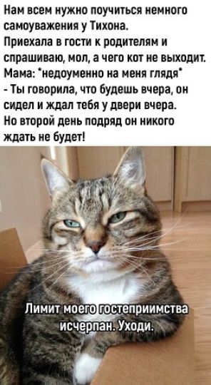 Нам всем нужно поучиться немного самоуважения у Тихона Приехала в гости к родителям и спрашиваю пол а чего кот не выходит Мама недоуменно на меня глядя Ты говорила что будешь вчера он сищел и ждал тебя у двери вчера На второй день подряд он никого ждать не будет