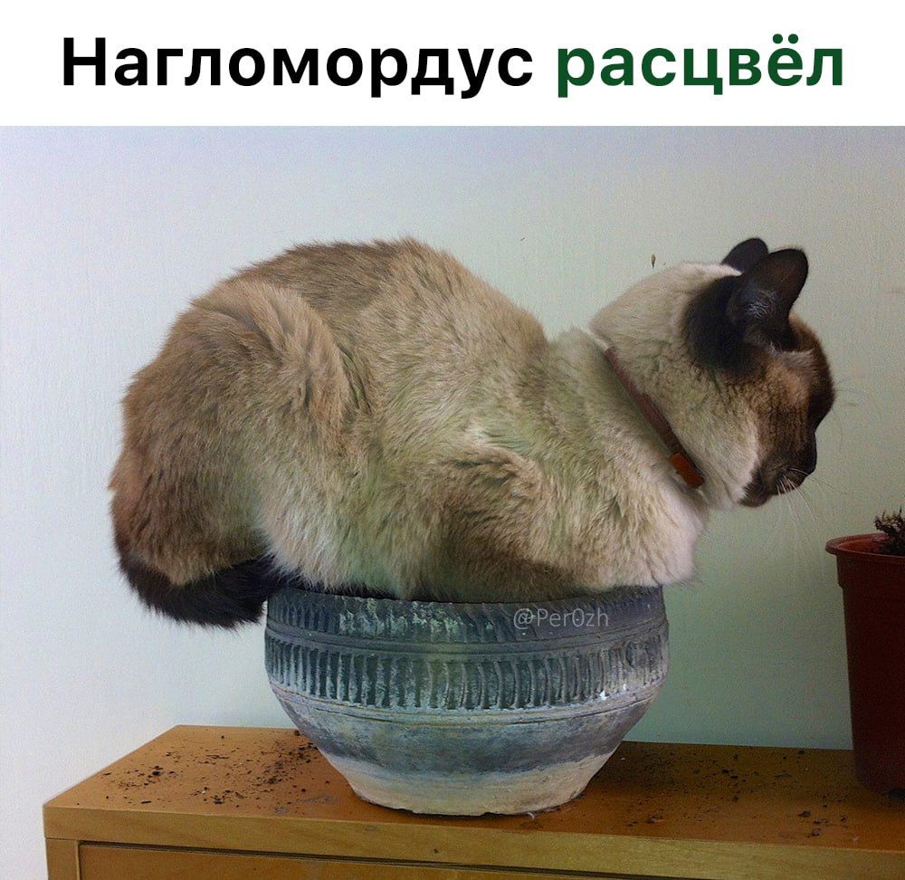 Нагломордус расцвёл