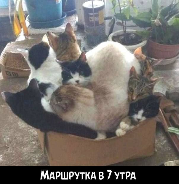 МАРШРУТКА в 7 утрд