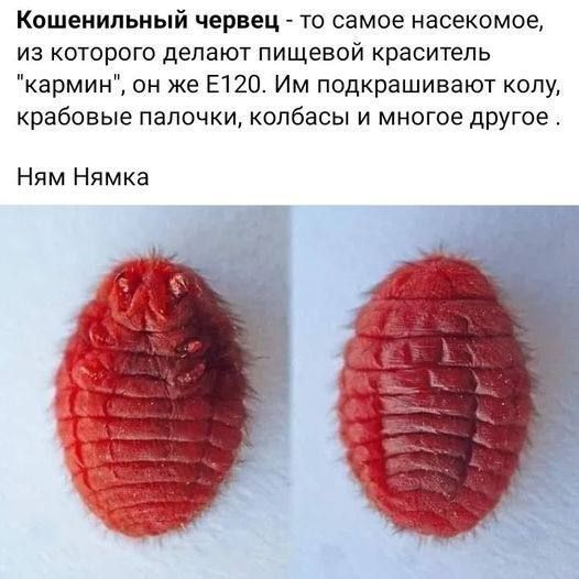 Кпшенипьиый червец то самое насекомое из которого делают пищевой краситель кармин он же Е120 Им подкрашивают копу крабовые палочки колбасы и многое другое Ням Нямка