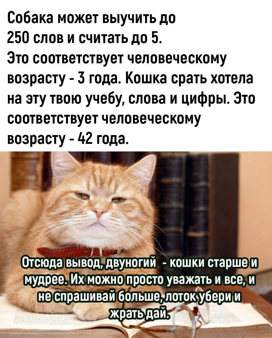 Собака может выучить до 250 слов и считать до 5 Это соответствует человеческому возрасту 3 года Кошка срать хотела на эту твою учебу слова и цифры Это соответствует человеческому возрасту 42 года