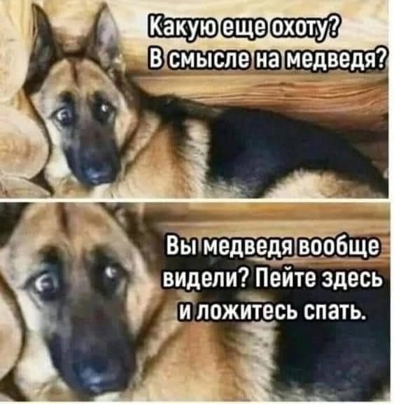 ВЩімедведя ворду видели Пейте здесь
