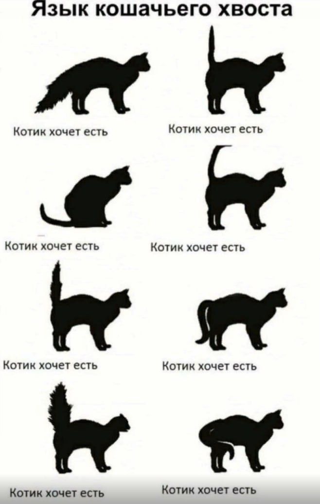 ЯЗЫК КОШЗЧЬЗГО хвоста Котик хочеч есть Коти хочет ешь Т Котк хочеУ есть Котик хоче есь Т 1 Кшии хочет епь Кочиц хоче еиь Т 3 Коши хоче еть Котик каче епь