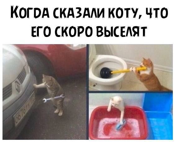 Когод скдздди коту что его скоро ВЫСЕАЯТ в