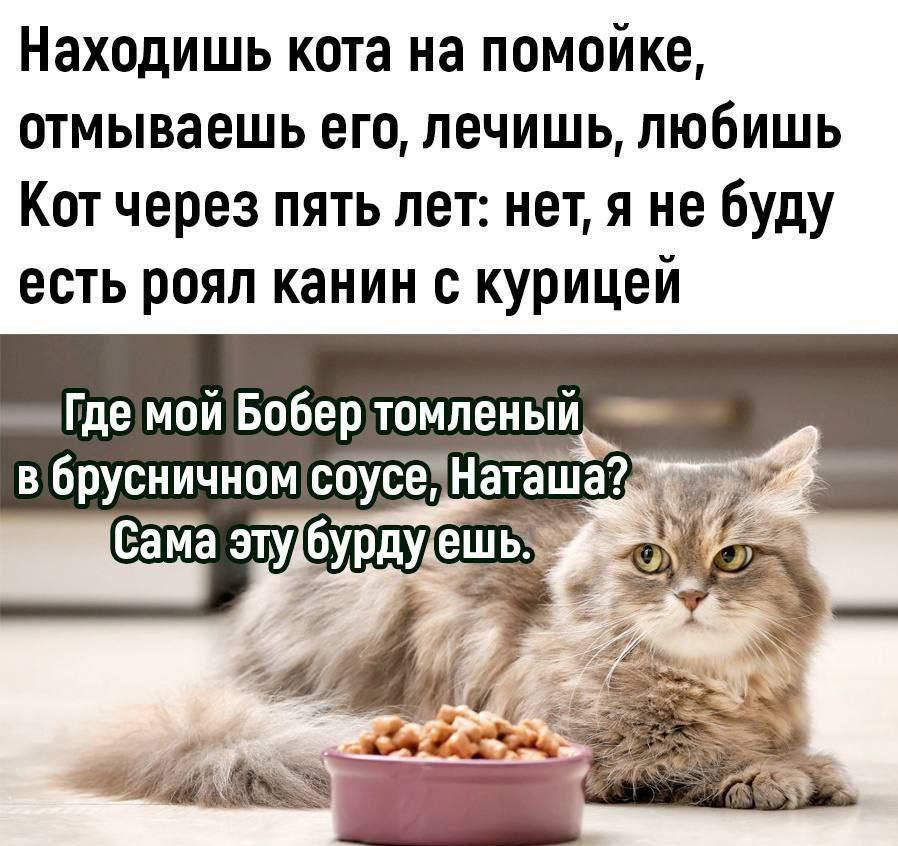 Находишь кота на помойке отмываешь его печишь любишь Кот через пять лет нет я небуду есть роял канин с курицей Где мой Бобер томпеный _ в брусничном соубёТНётЪша Ета эту бурду ешь