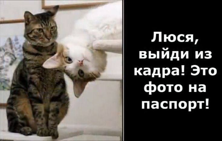Люся выйди из кадра Это фото на паспорт