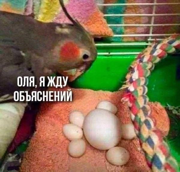 однажды мвъяснвнии