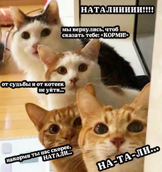 мы ириулись чмо скачять тебе жарит