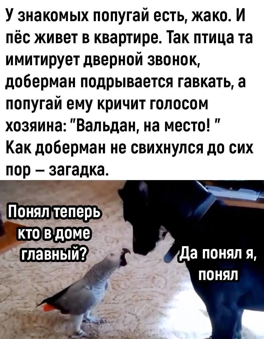 У знакомых попугай есть жако И пёс живет в квартире Так птица та имитирует дверной звонок доберман подрывается гавкать а попугай ему кричит голосом хозяина Вальдан на место Как доберман не свихнупся до сих пор загадка и П теперь КТО В доме главный